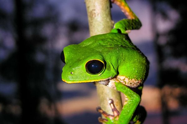Cordillera Azul - Rana Treefrog