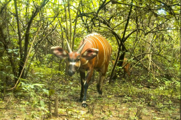 Un bongo en la cámara trampa de la selva de Gola.