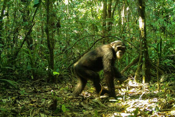 Un chimpancé captado en la cámara trampa de la selva de Gola.