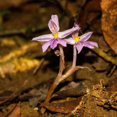 An orchid in the Gola Rainforest project.