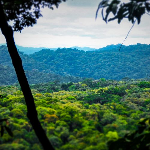 Rainforest landscape in the Gola Rainforest project.