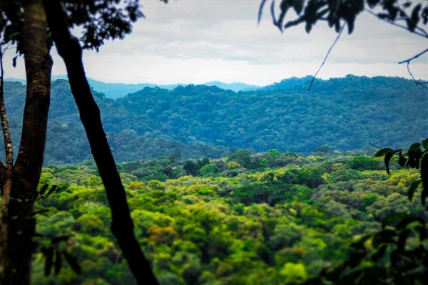 Regenwoudlandschap in het Gola Rainforest project.