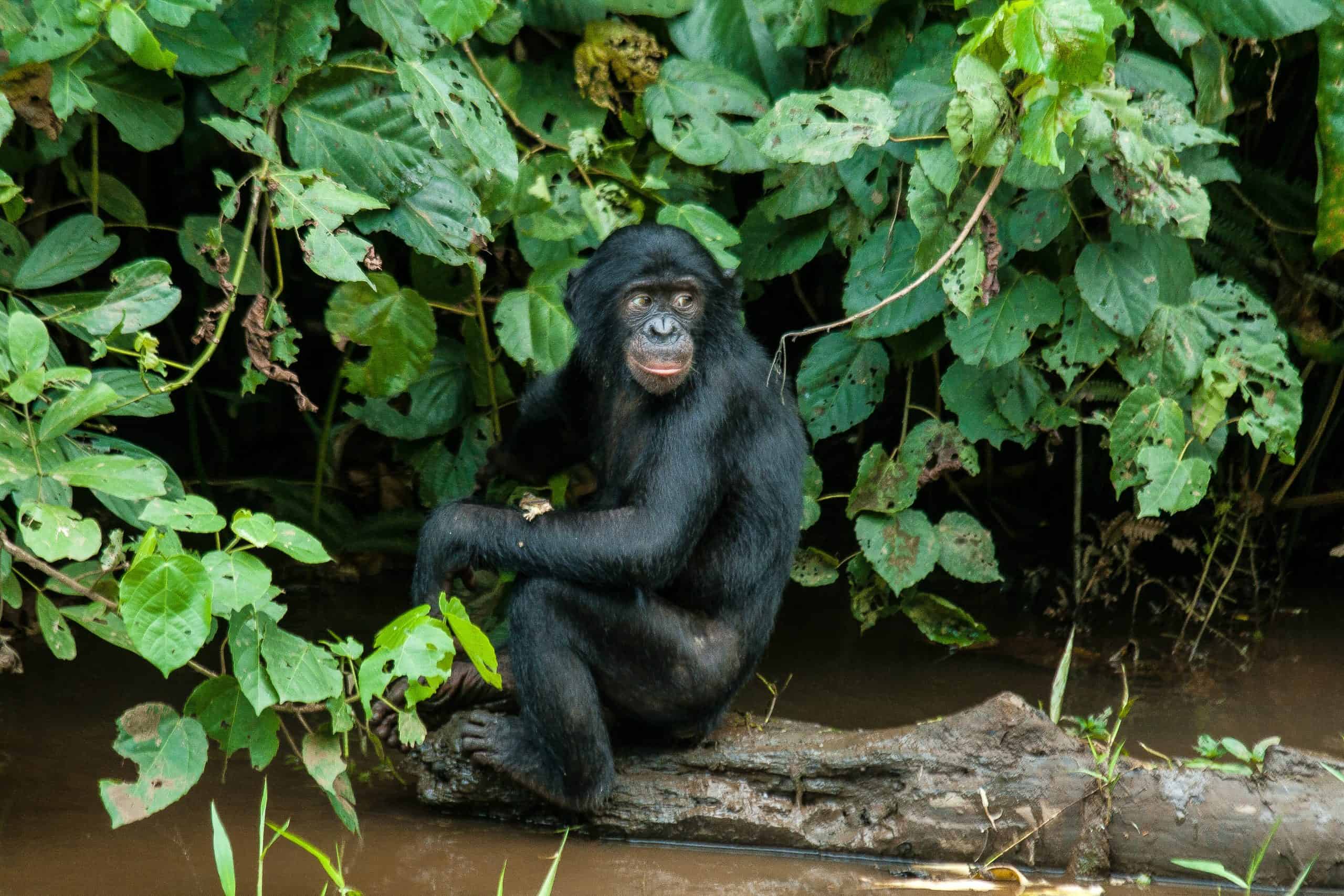 A critically endangered bonobo monkey sits on a log in the Isangi project, Democratic Republic of the Congo.