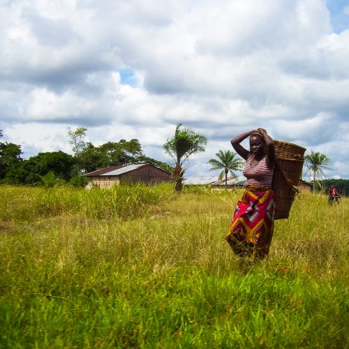 A woman carries her harvest in the Isangi project, Democratic Republic of the Congo.