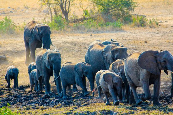 Un troupeau d'éléphants en mouvement dans le corridor de vie sauvage de Kasigau.