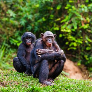Un couple de chimpanzés bonobos en danger critique d'extinction dans le projet Mai Ndombe, République démocratique du Congo.