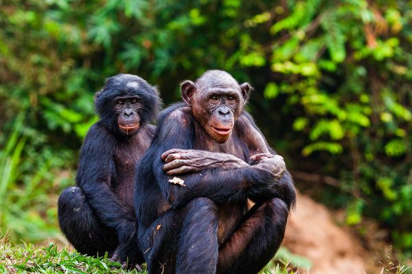 Un couple de chimpanzés bonobos en danger critique d'extinction dans le projet Mai Ndombe, République démocratique du Congo.