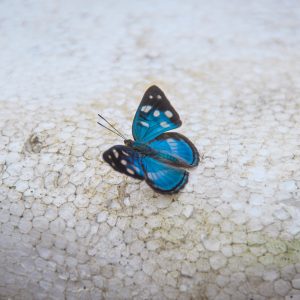 Un papillon bleu dans le projet Amazon Valparaiso, Brésil.