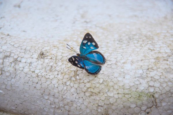 Een blauwe vlinder in het Amazone Valparaiso project, Brazilië.
