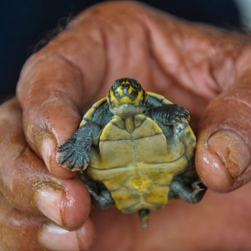 A baby turtle from the Valparaiso project, Brazil.