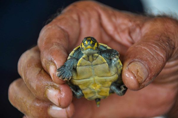 Een baby schildpad van het Valparaiso project, Brazilië.