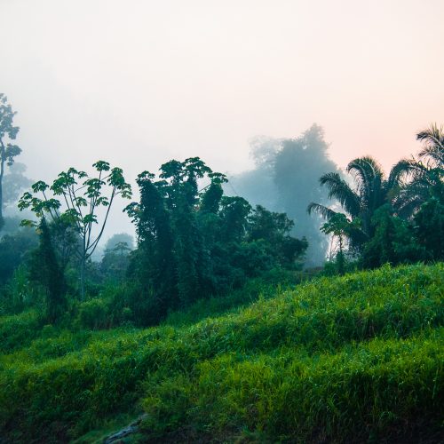 Mist over het regenwoudlandschap in het Envira Amazonia project, Brazilië.