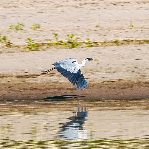 Ein Reiher fliegt über ein Flussufer im Projekt Envira Amazonia.