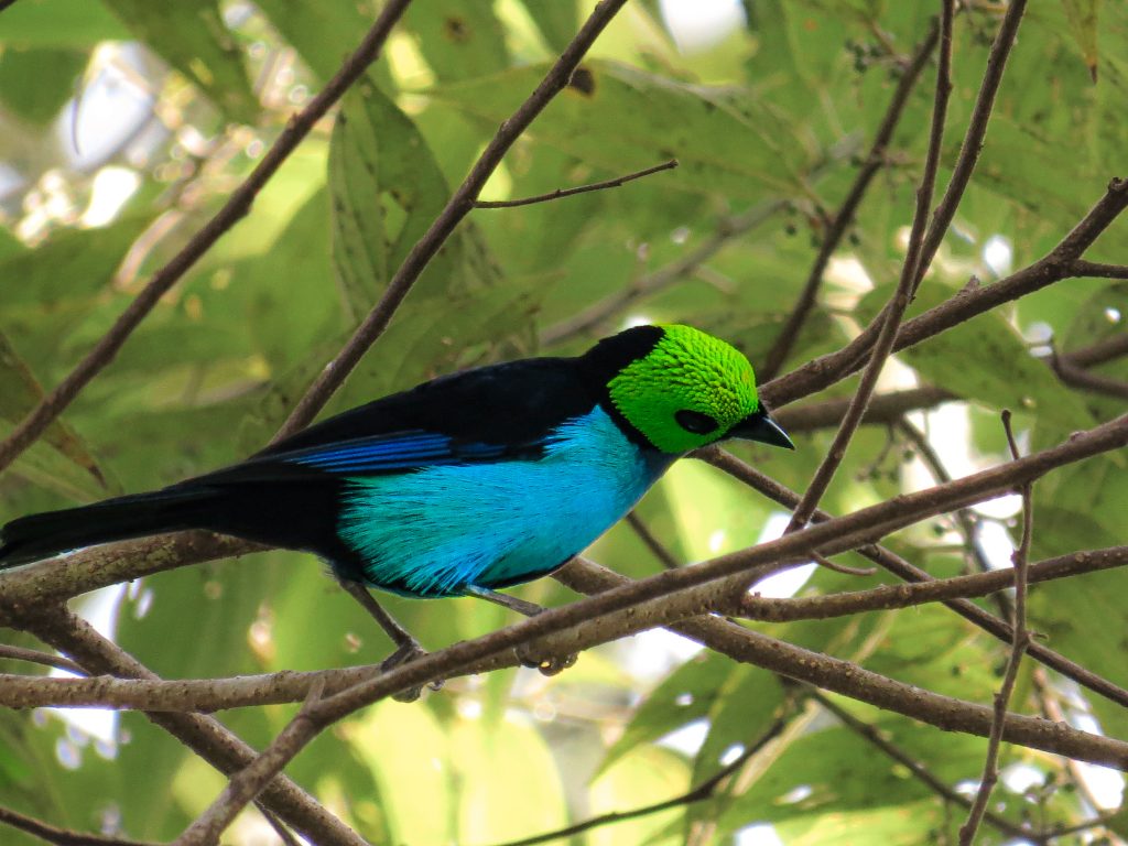 Envira Amazonia | Stand For Trees