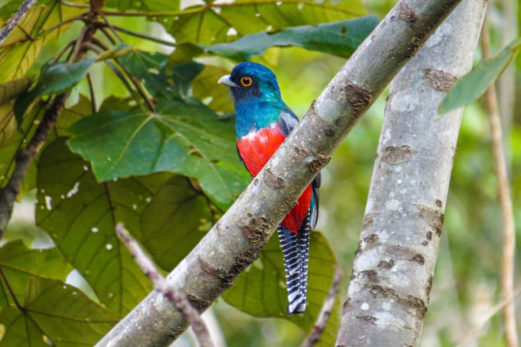 Envira Amazonia | Stand For Trees
