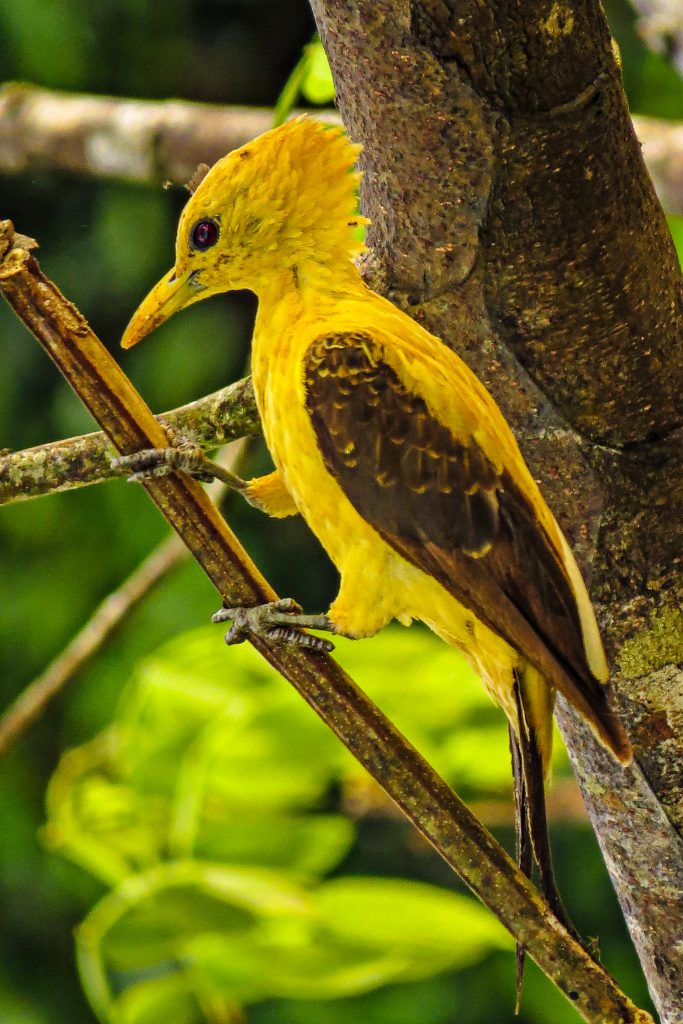 Envira Amazonia | Stand For Trees