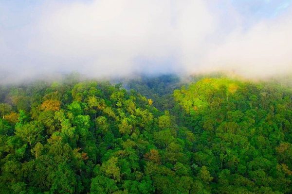 Brouillard et forêt dans le projet Guatemala Conservation Coast.