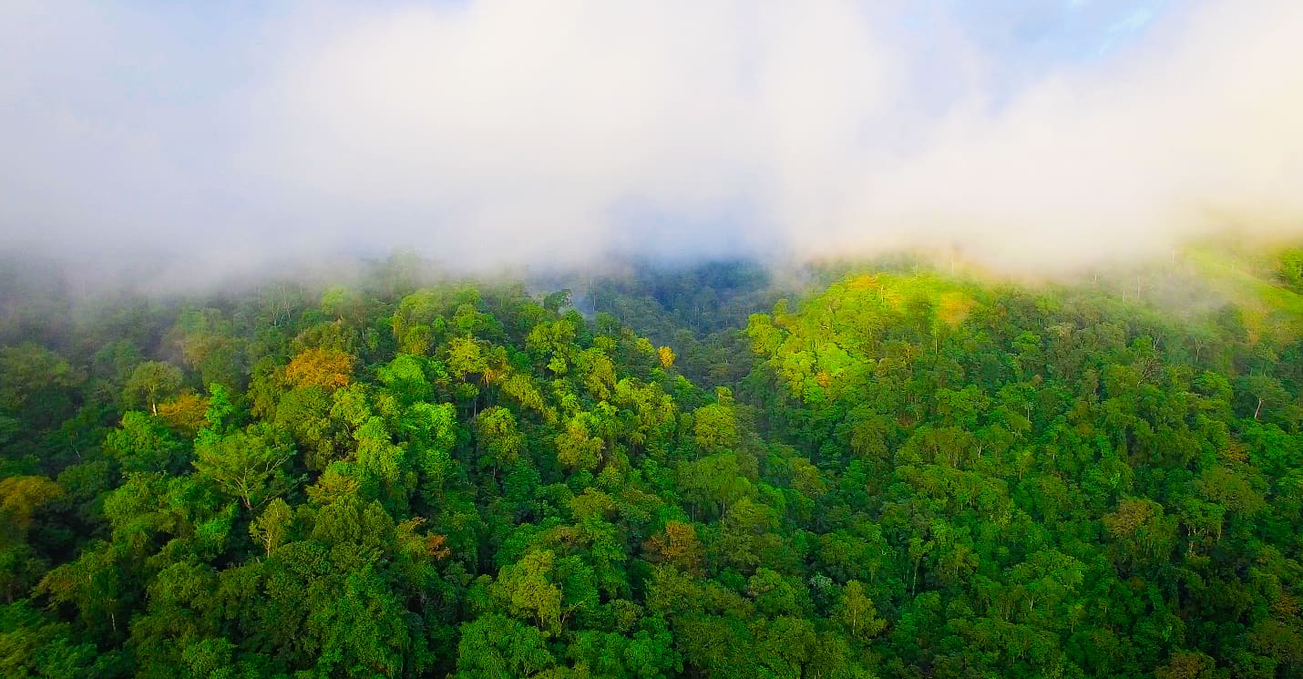 Fog and forest in the Guatemala Conservation Coast project.