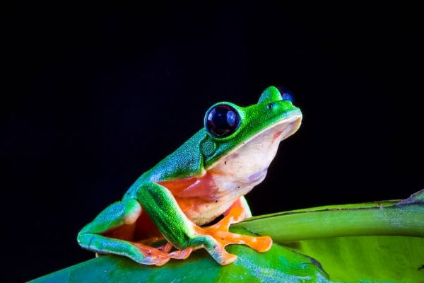 A frog in the Guatemala Conservation Coast project.