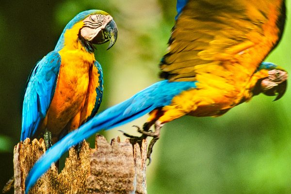 Blue-and-yellow macaws, Ara ararauna, on palm tree, Tambopata National Reserve, Peru