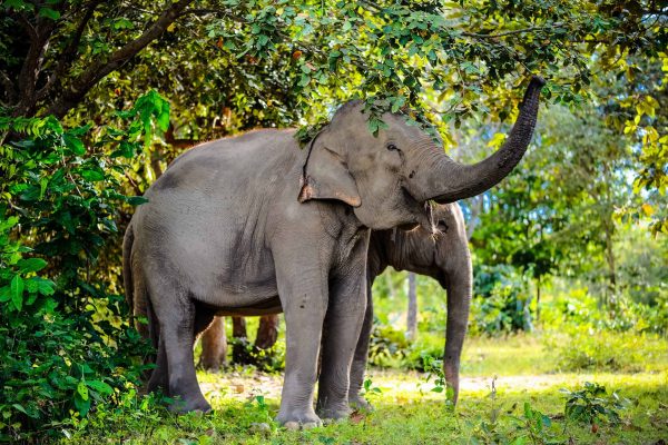 Vom Aussterben bedrohte Waldelefanten fressen Blätter im Southern Cardamom Projekt, Kambodscha.