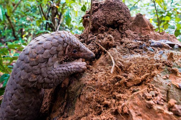 Un pangolin dans le cadre du projet Southern Cardamom, au Cambodge, qui protège l'habitat de cette espèce gravement menacée.