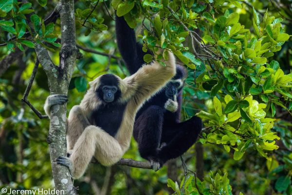 Gefährdete Faltengibbons im Südlichen Kardamom-Projekt, Kambodscha.