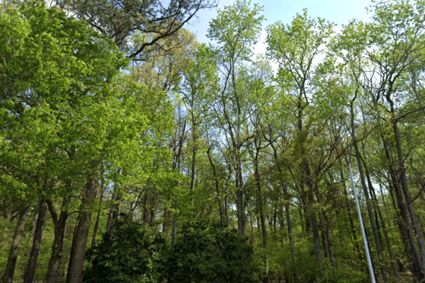 Virginia Beach Forest trees pines and more