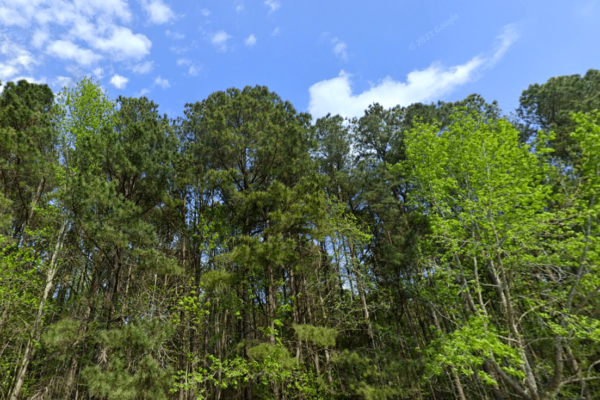 Virignia Beach Forest trees and sky