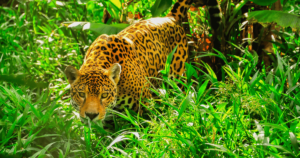 Jaguar lurking in the forest