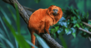 Golden Lion Tamarin sitting on branch in amazon