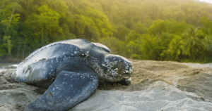 Green Sea Turtle sitting on beach 