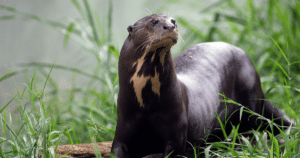 Giant Otter sitting on edge of river 