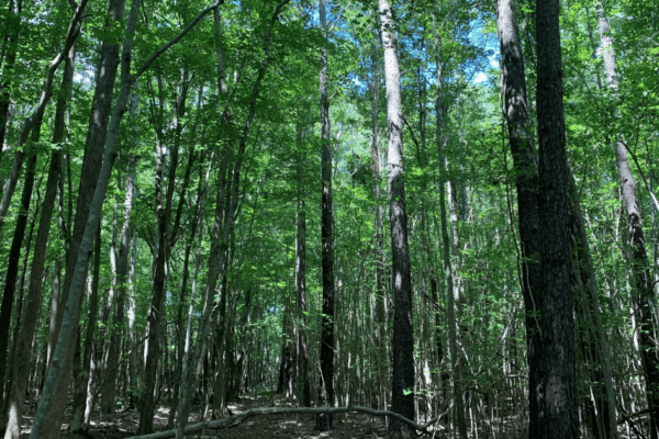 Virginia Beach Forest Area