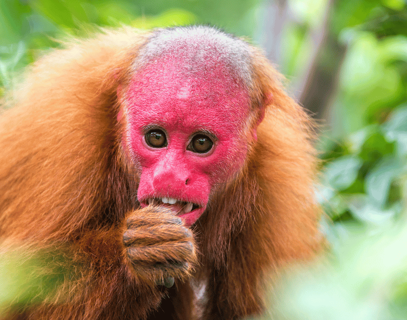 Amazonas Especies en peligro de extinción Mono con la mano