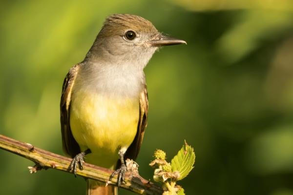 Yellow-crested bird sitting on branch