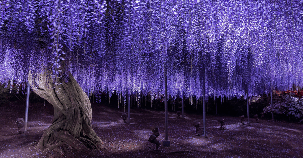 12 Cool Trees Around the World You Need to See