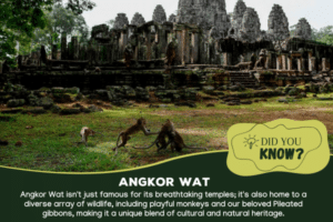 Two gibbons sitting in front of Angkor temple with a text description.