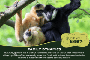 A gibbon family sitting in the trees with the baby sticking its tongue out.