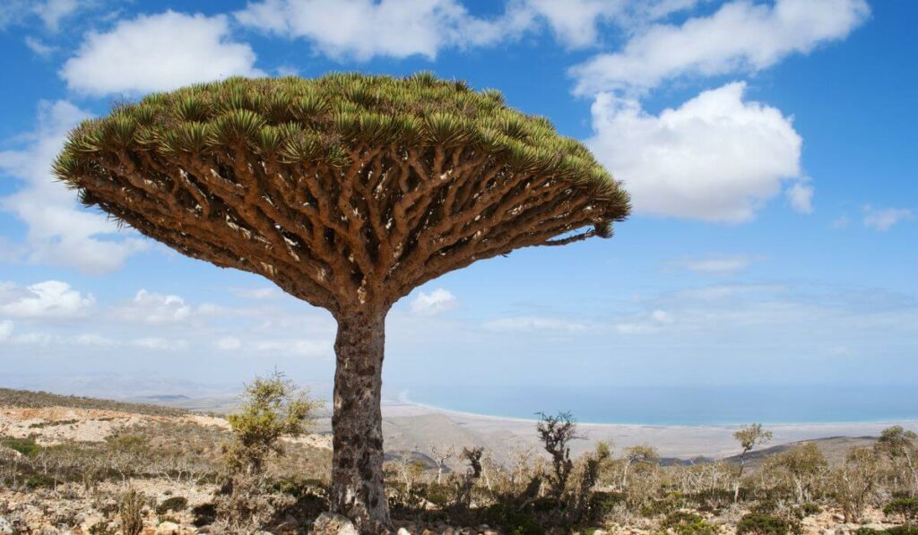 Dragon blood tree in Yemen.