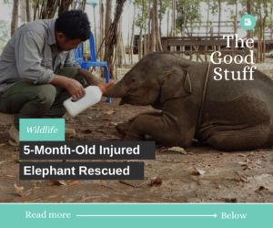 5-month-old injured elephant rescued