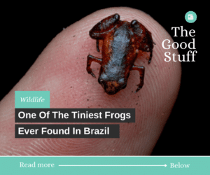 one of the tiniest frogs ever found in brazil