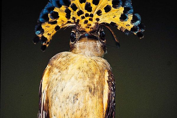 Un oiseau fabuleux dans le projet Guatemala Côte Caraïbe.