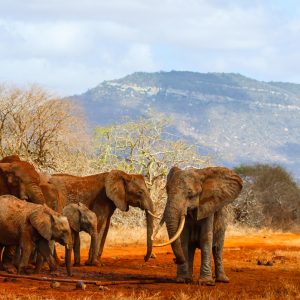 Een familie olifanten beweegt zich door de Kasigau Wildlife Corridor tussen Tsavo East en Tsavo West National Parks, Kenia.