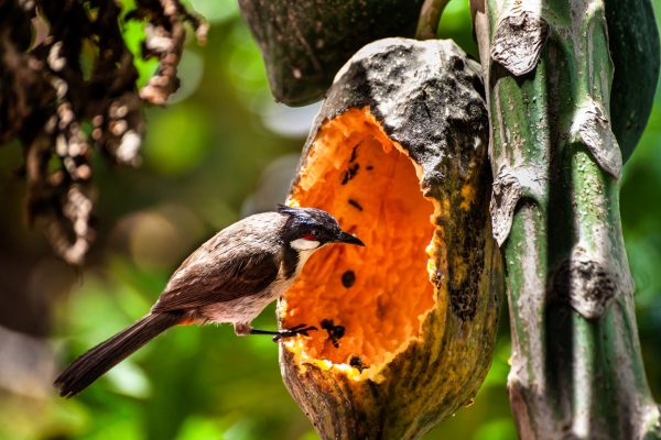 Bulbul à moustaches rouges dans la réserve naturelle de Keo Seima, Cambodge.