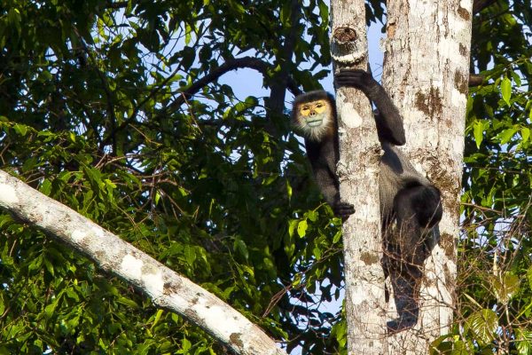 Ein vom Aussterben bedrohter Makake, der von Mitarbeitern des Keo Seima Wildlife Sanctuary in Kambodscha gerettet wurde.