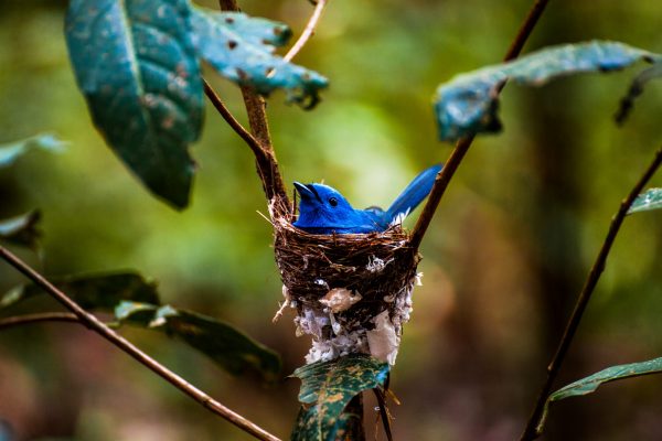 Ein Baby eines Schwarznacken-Monarchvogels in einem Nest im Keo Seima Wildlife Sanctuary Projekt, Kambodscha.