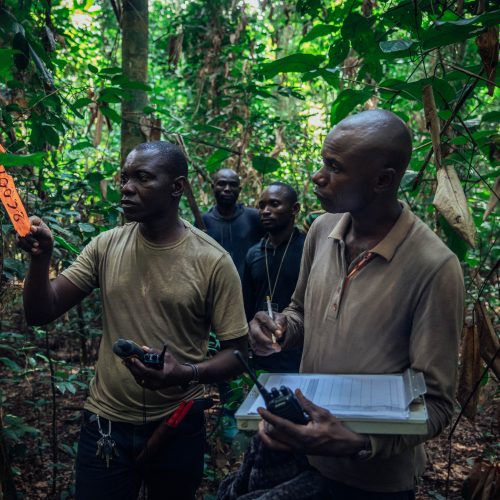 Foresters monitoring and flagging trees in the Mai Ndombe project, DRC. Photo credit: Filip C. Agoo for Wildlife Works Carbon.
