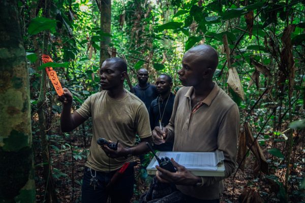 Foresters monitoring and flagging trees in the Mai Ndombe project, DRC. Photo credit: Filip C. Agoo for Wildlife Works Carbon.