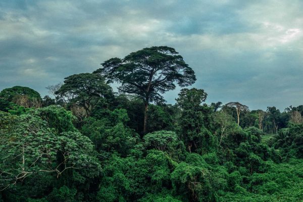 Jungle de la forêt tropicale dans le projet Mai Ndombe, RDC. Crédit photo : Filip C. Agoo pour Wildlife Works Carbon.
